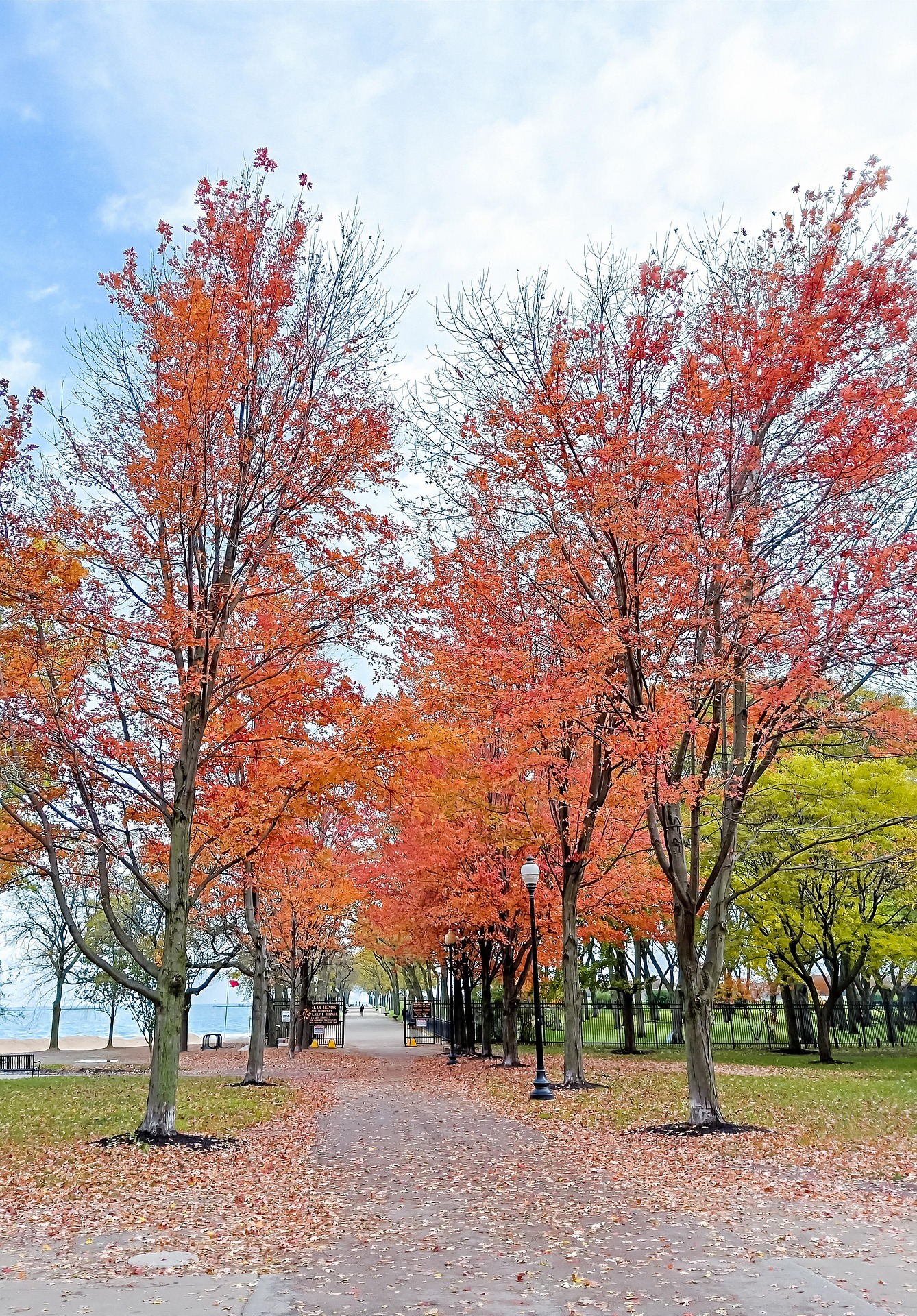 charlottees-maple-4678596_1920